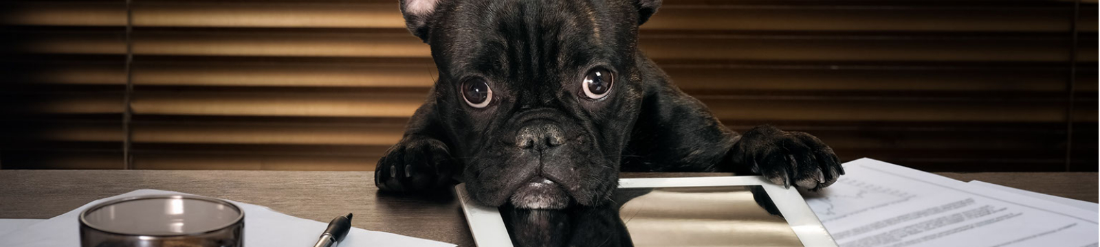 French bulldog with chin on tablet.